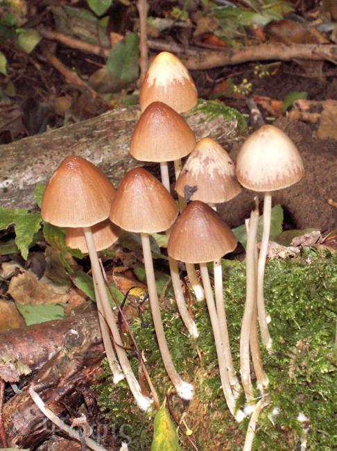 Toadstool Identification Chart